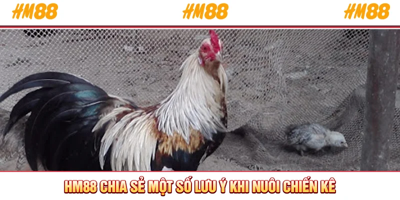 HM88 chia sẻ một số lưu ý khi nuôi chiến kê